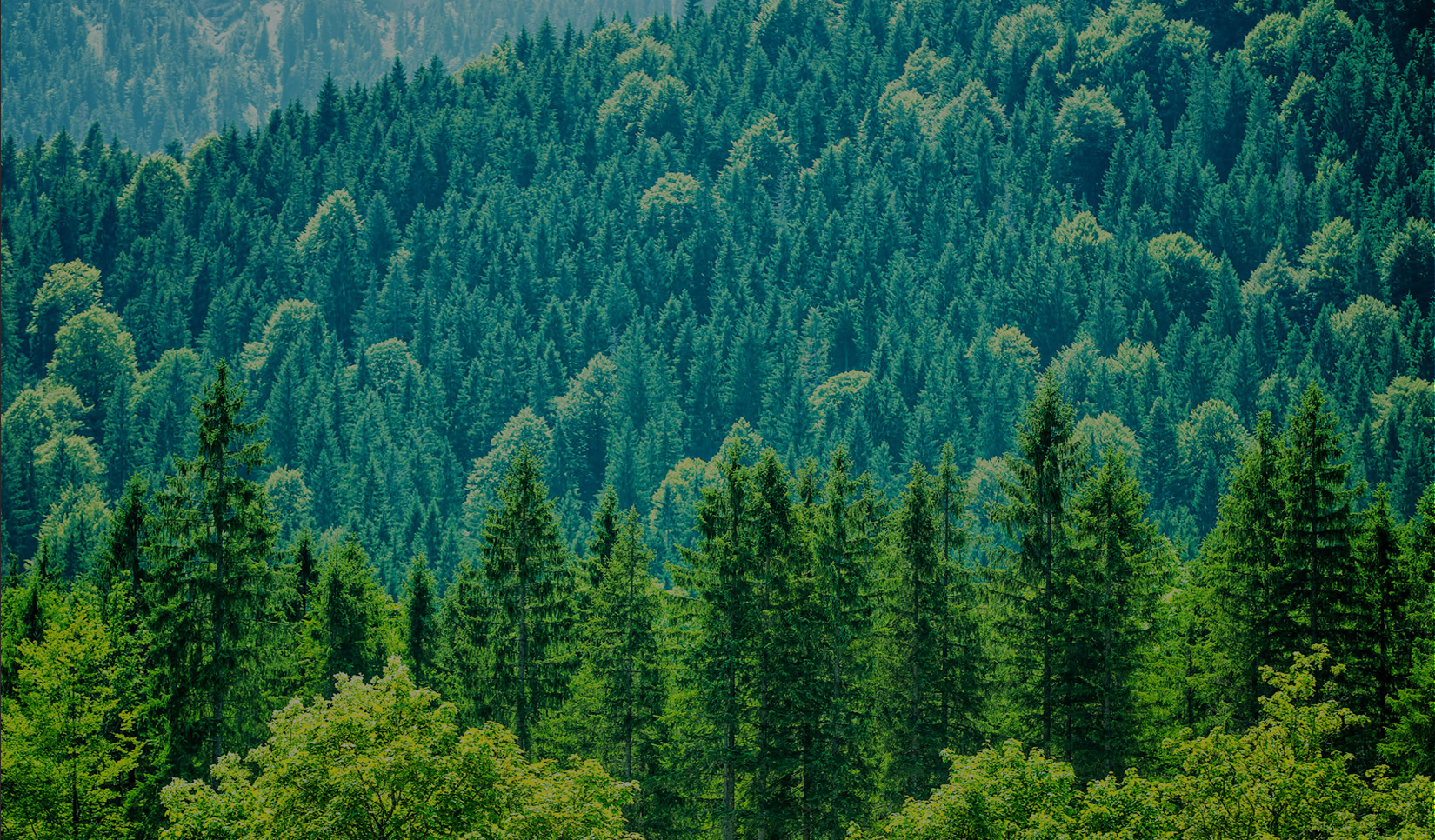 Eco & Decarbonization